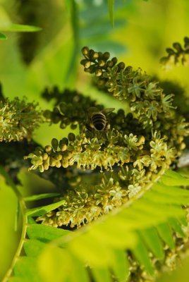 Gleditsia triacanthos 'Sunburst' - dřezovec trojtrnný 'Sunburst' - detail květenství s opylovačem